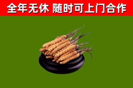 讷河回收冬虫夏草